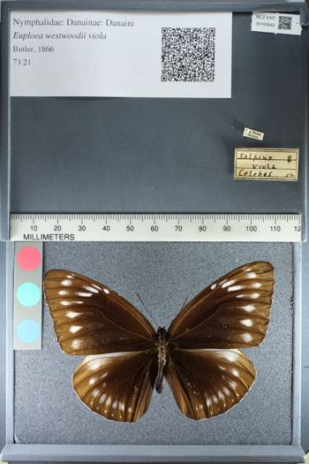 Media type: image;   Entomology 160642